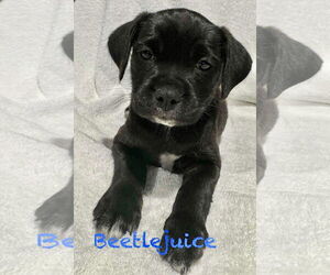 Pug-Unknown Mix Dogs for adoption in Mission Viejo, CA, USA