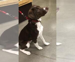 Lab-Pointer Dogs for adoption in Dahlgren, VA, USA