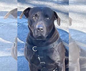American Pit Bull Terrier-Labrador Retriever Mix Dogs for adoption in Albuquerque, NM, USA
