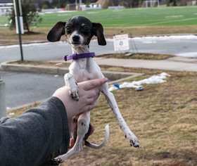 Rat-Cha Dogs for adoption in Bridgewater, NJ, USA