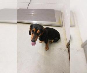 Dachshund Dogs for adoption in Camden, TN, USA