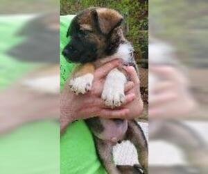 Australian Shepherd Dogs for adoption in Claremore, OK, USA