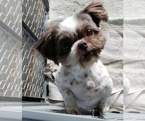 Shih Tzu Dogs for adoption in Smithfield, PA, USA