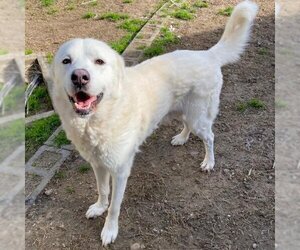 Great Pyrenees-Unknown Mix Dogs for adoption in Humble, TX, USA