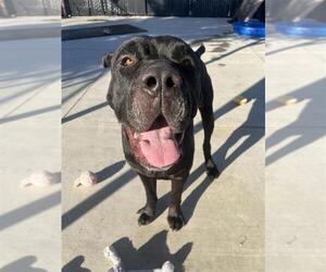 Mutt Dogs for adoption in Elk Grove, CA, USA