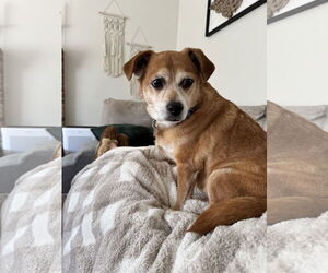 Beagle-Chihuahua Mix Dogs for adoption in Doylestown, PA, USA