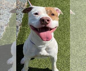 American Pit Bull Terrier Dogs for adoption in Fayetteville, NC, USA