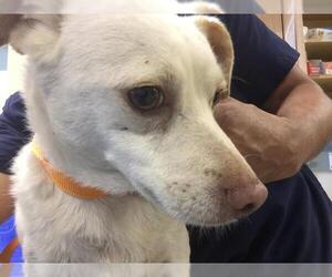 Chihuahua-Unknown Mix Dogs for adoption in Riverside, CA, USA