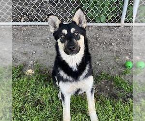 German Shepherd Dog Dogs for adoption in Modesto, CA, USA