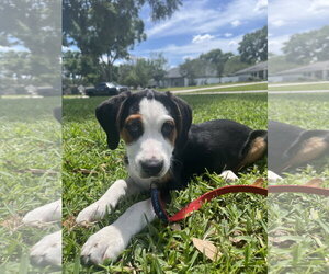 Bagle Hound Dogs for adoption in Valrico, FL, USA