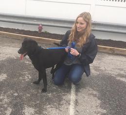 Labrador Retriever-Unknown Mix Dogs for adoption in Bedford Hills, NY, USA