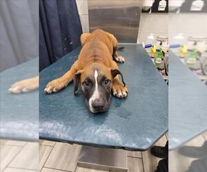 American Bulldog-Unknown Mix Dogs for adoption in Mobile, AL, USA