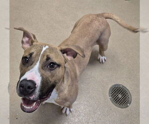 Mutt Dogs for adoption in Decatur, IL, USA