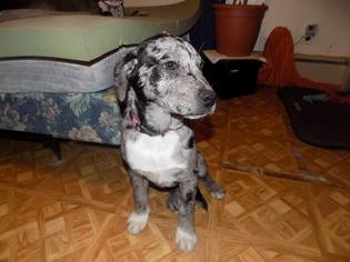 Catahoula Leopard Dog Dogs for adoption in Tenafly, NJ, USA
