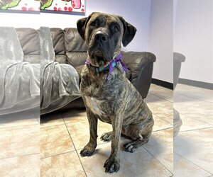 Mastiff Dogs for adoption in Goodyear, AZ, USA