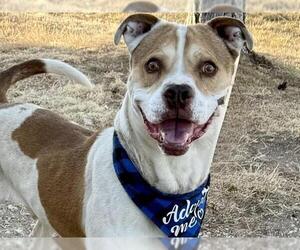 Mutt Dogs for adoption in Pueblo, CO, USA