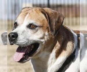 Boxer Dogs for adoption in Dallas, TX, USA