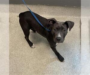 American Staffordshire Terrier Dogs for adoption in Tallahassee, FL, USA