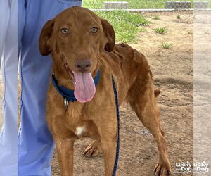 Retriever -Unknown Mix Dogs for adoption in Washington, DC, USA