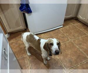 Beagle Dogs for adoption in Las Vegas, NV, USA