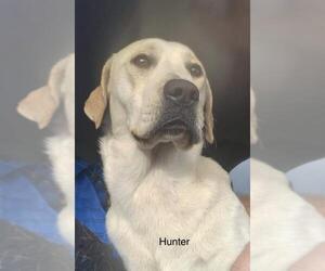 Labrador Retriever Dogs for adoption in Sebring, FL, USA