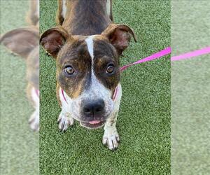 American Pit Bull Terrier-Unknown Mix Dogs for adoption in Fayetteville, NC, USA