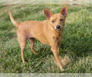 Chipin Dogs for adoption in Placerville, CA, USA