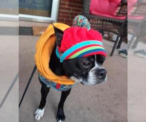 Boston Terrier Dogs for adoption in Newport, KY, USA
