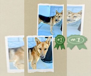 German Shepherd Dog Dogs for adoption in columbia, SC, USA