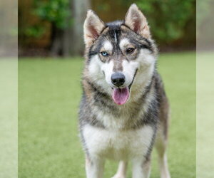 Siberian Husky-Unknown Mix Dogs for adoption in Hilton Head, SC, USA