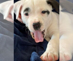 Mutt Dogs for adoption in Alexander, AR, USA