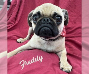 Pug-Unknown Mix Dogs for adoption in HOUSTON, TX, USA