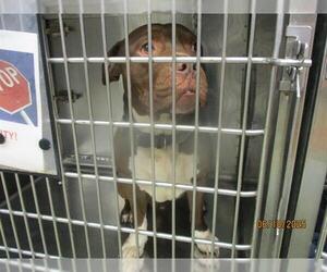 American Bulldog-Unknown Mix Dogs for adoption in Oklahoma City, OK, USA