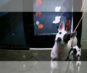 Parson Russell Terrier-Unknown Mix Dogs for adoption in Tulsa, OK, USA