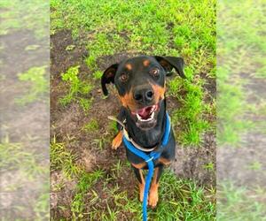 Doberman Pinscher-Unknown Mix Dogs for adoption in Vero Beach, FL, USA