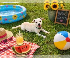 Chihuahua Dogs for adoption in Yardley, PA, USA