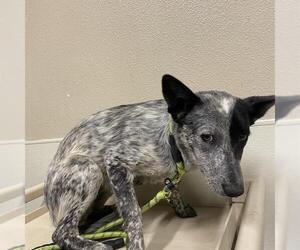 Australian Shepherd-Unknown Mix Dogs for adoption in Modesto, CA, USA