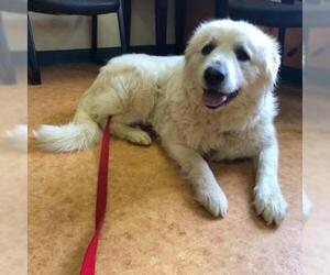 Great Pyrenees Dogs for adoption in Opelika, AL, USA