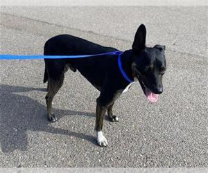 Labrador Retriever-Unknown Mix Dogs for adoption in Chula Vista, CA, USA