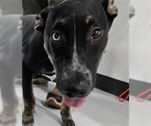 German Shepherd Dog-Unknown Mix Dogs for adoption in Temple, TX, USA