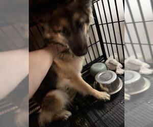 German Shepherd Dog-Unknown Mix Dogs for adoption in San Antonio, TX, USA