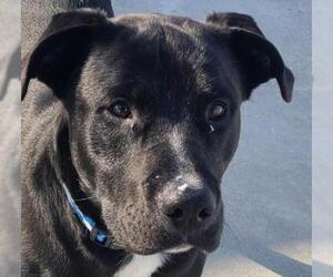 Labrador Retriever Dogs for adoption in Knoxville, IA, USA