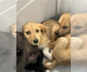 Mutt Dogs for adoption in San Antonio, TX, USA