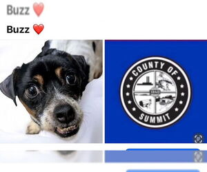 Mutt Dogs for adoption in Akron, OH, USA