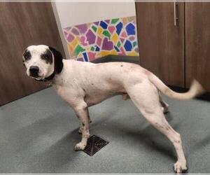 American Pit Bull Terrier Dogs for adoption in Baytown, TX, USA