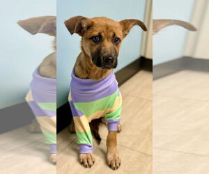 Mutt Dogs for adoption in Germantown, OH, USA