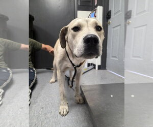 Retriever -Unknown Mix Dogs for adoption in Las Vegas, NM, USA