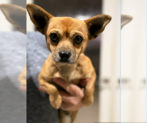 Chihuahua-Unknown Mix Dogs for adoption in Cranston, RI, USA