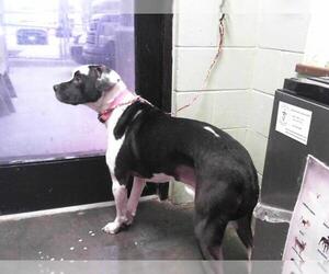Boxer-Unknown Mix Dogs for adoption in Tulsa, OK, USA