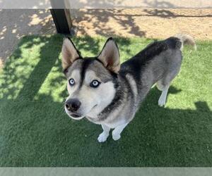 Siberian Husky Dogs for adoption in HESPERIA, CA, USA